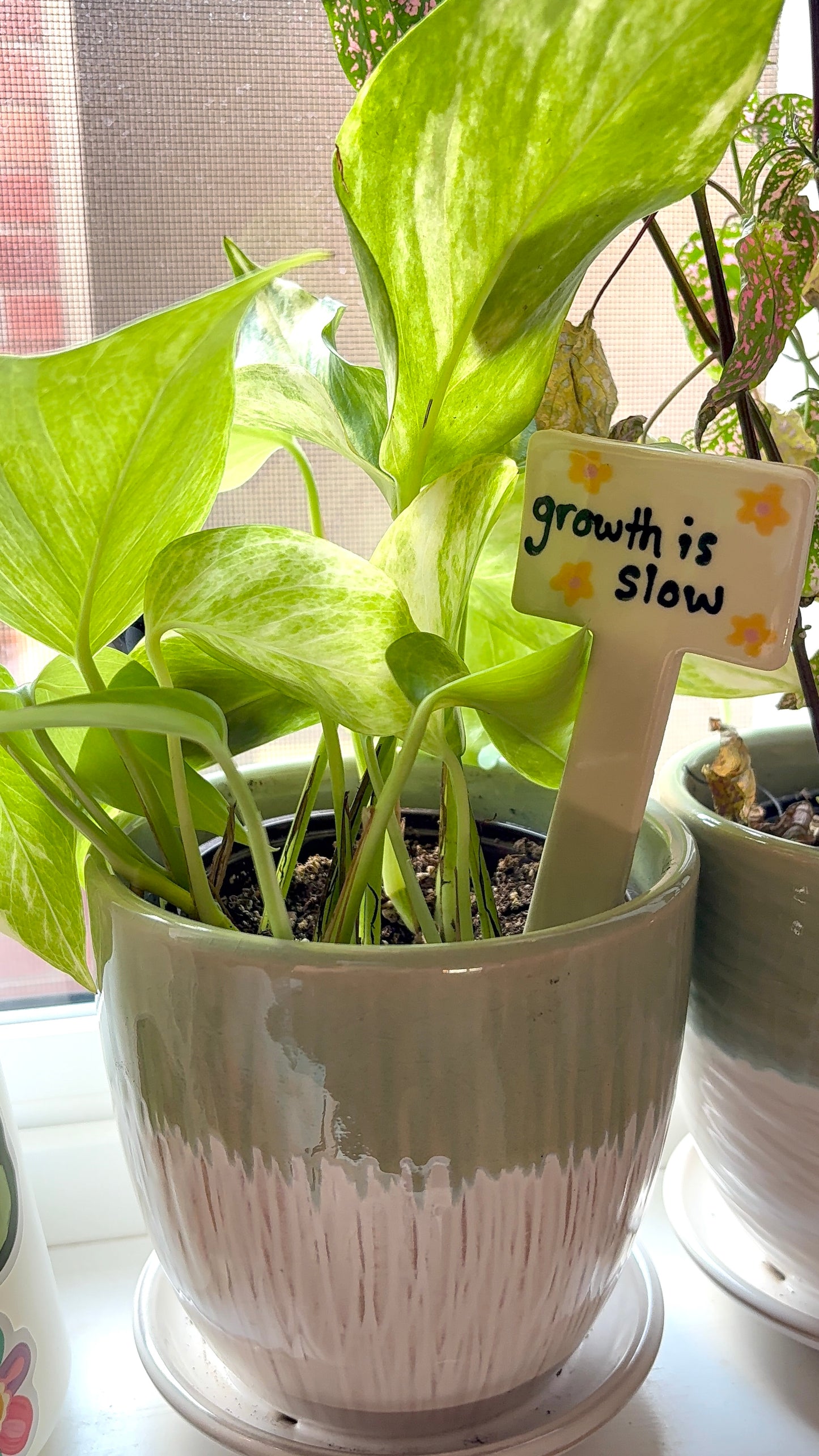 Plant Affirmation Stakes