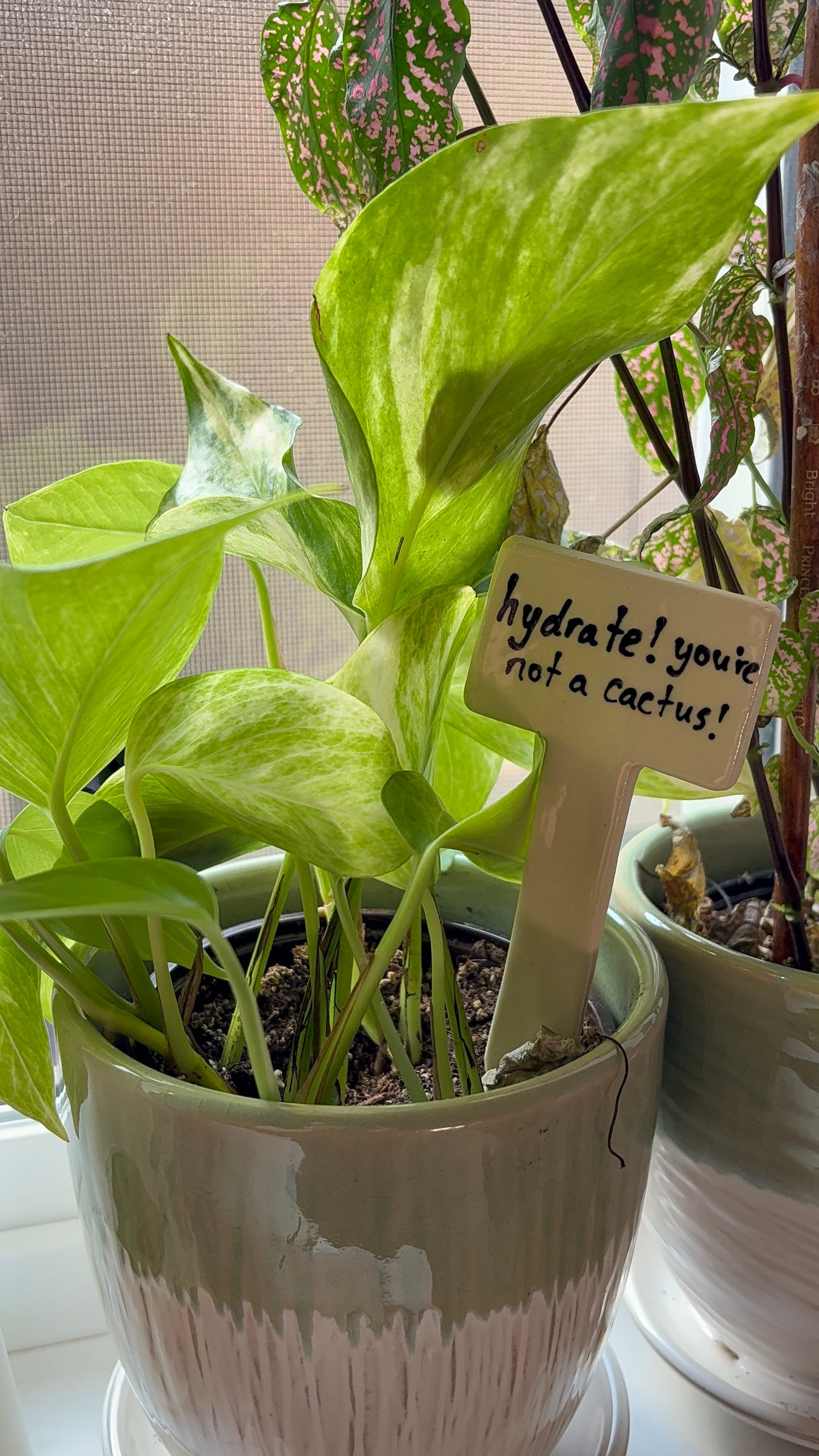 Plant Affirmation Stakes